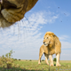 Illustration for article titled This plucky Beetlecam photography droid gets in hungry lions faces